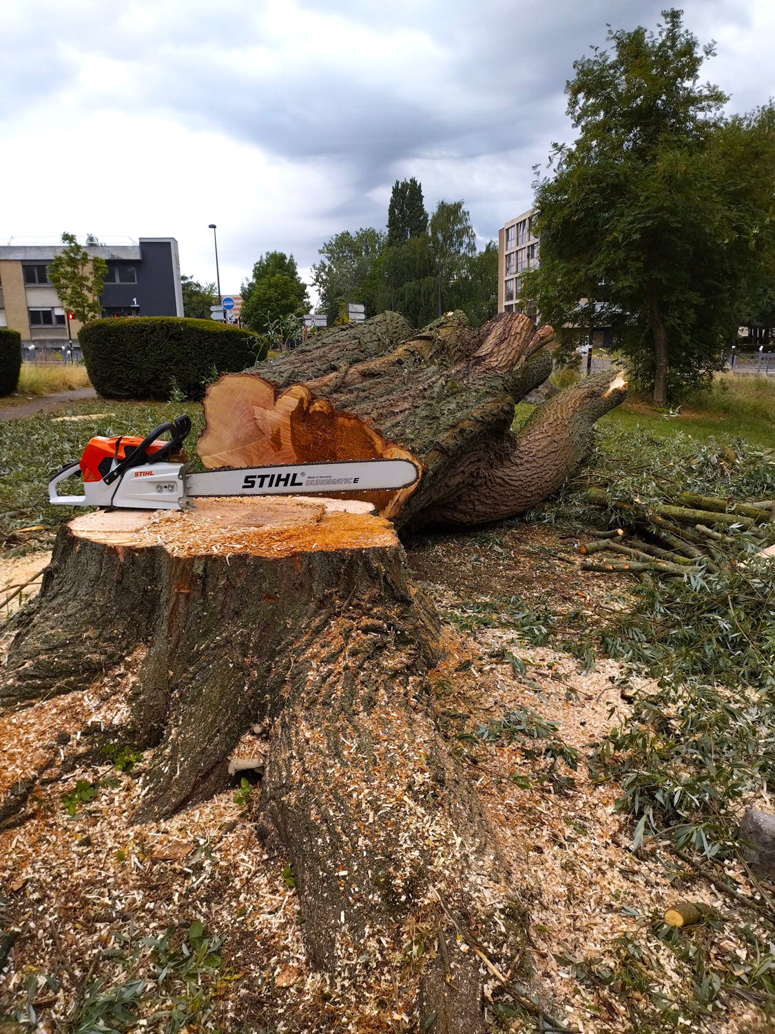 NH Jardins, Abattage, Élagage à Orchies